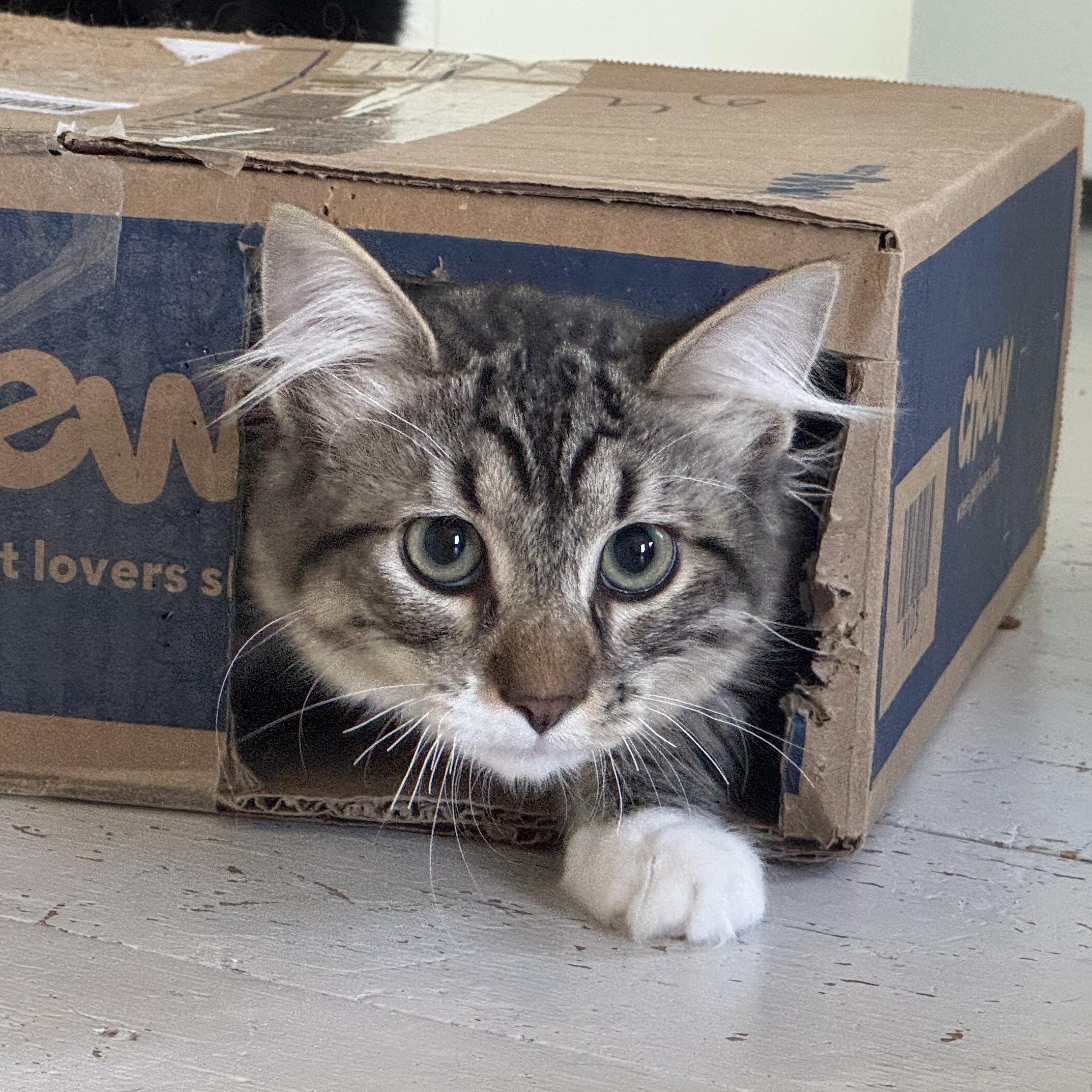 Enlarge John Joseph, a Adoptable Domestic Medium Hair in Uxbridge, MA image 1/4