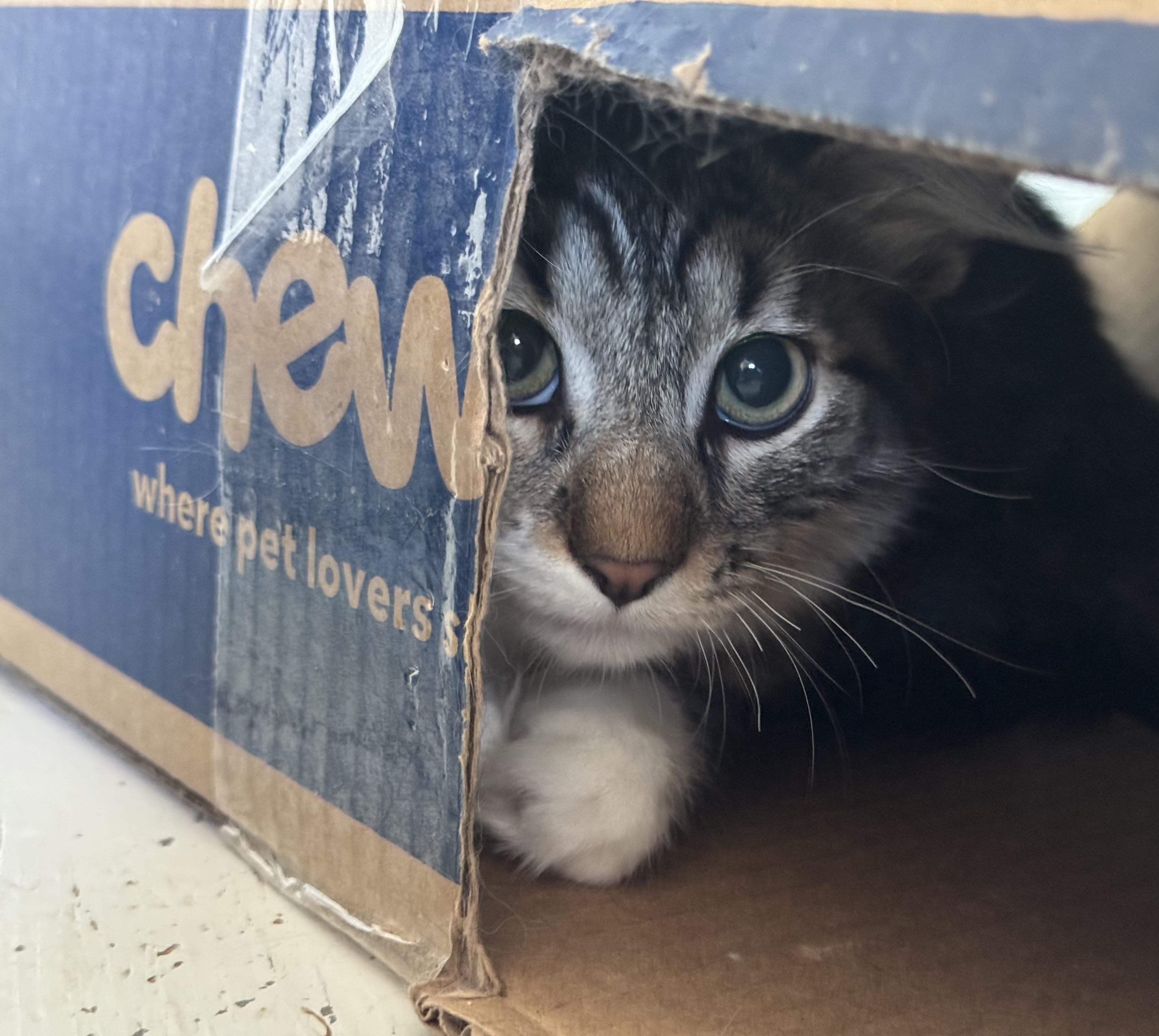 Enlarge John Joseph, a Adoptable Domestic Medium Hair in Uxbridge, MA image 3/4