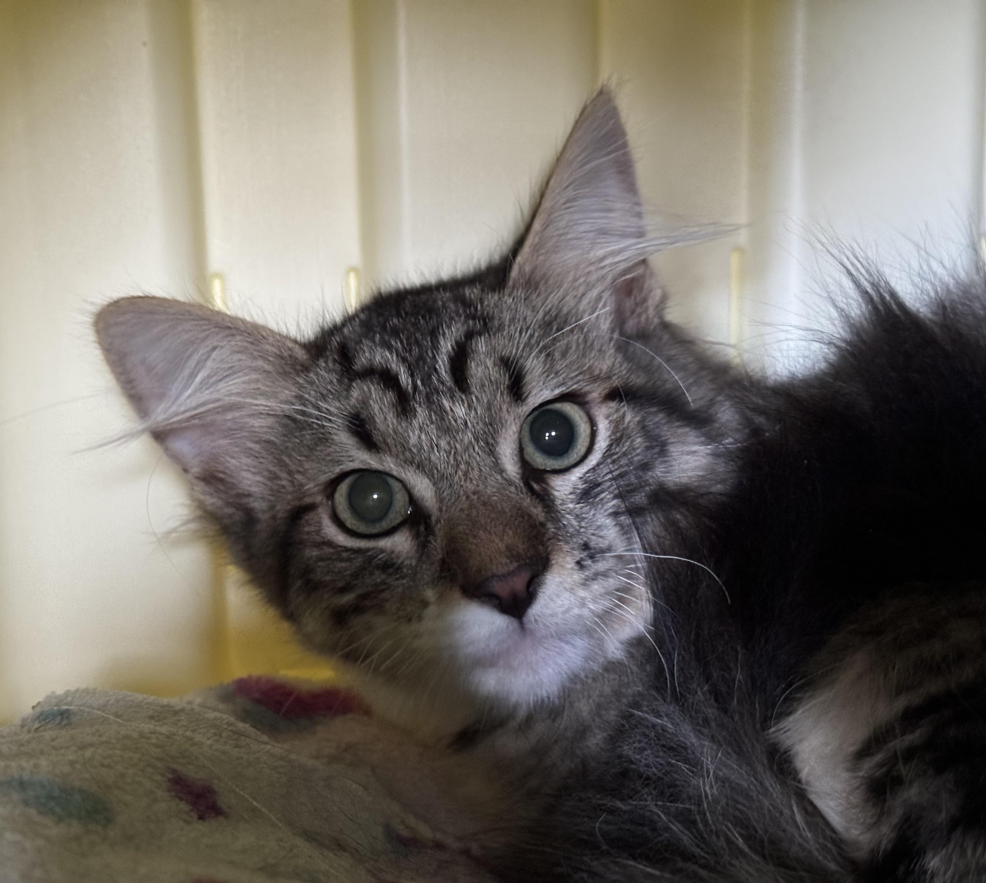 Enlarge John Joseph, a Adoptable Domestic Medium Hair in Uxbridge, MA image 4/4