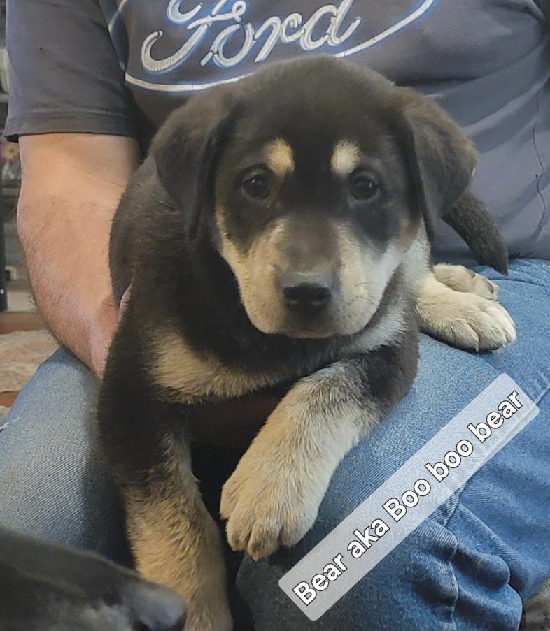 Enlarge Bear, a Adoptable mixed breed in Prince Frederick, MD image 1/1