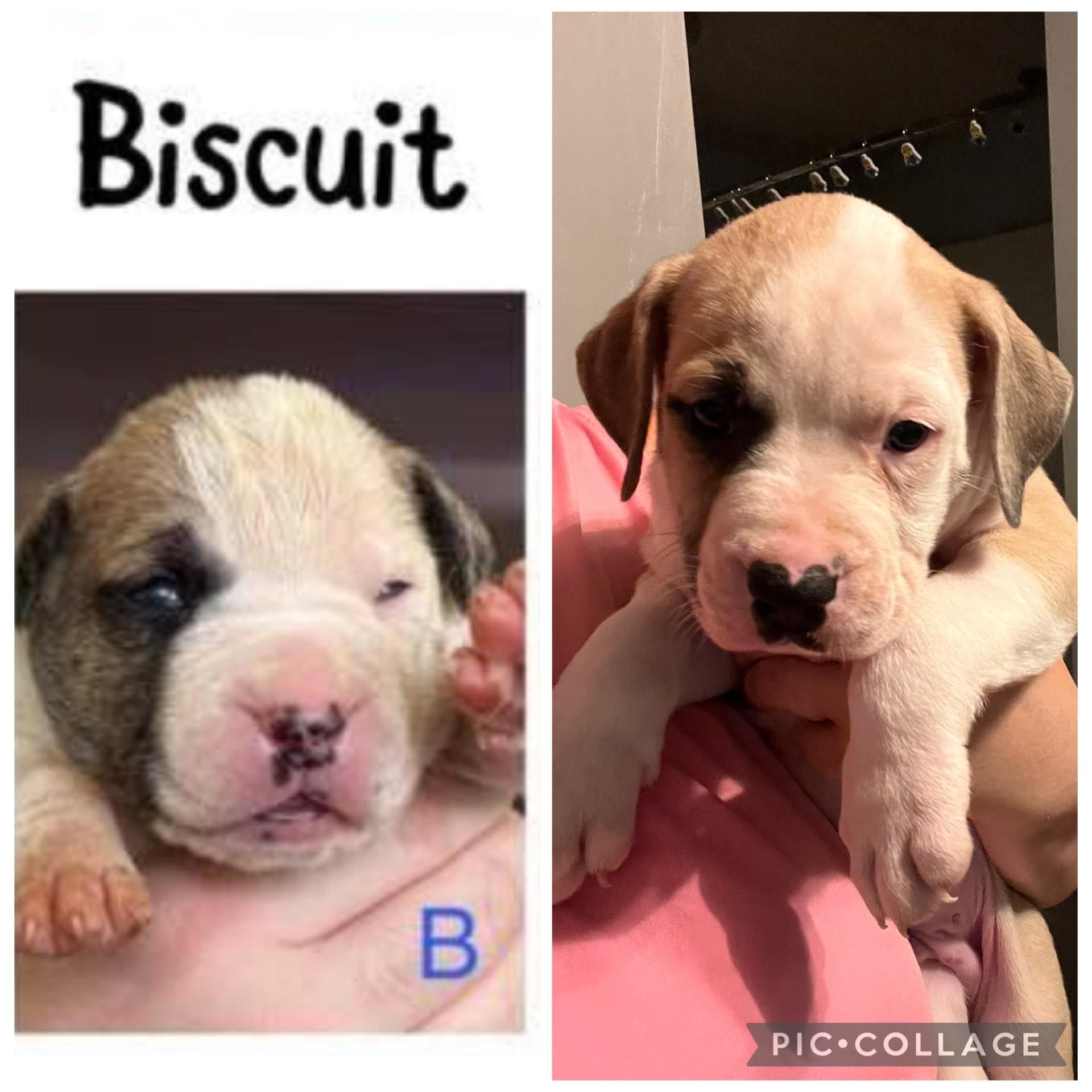 Enlarge Biscuit, a Adoptable mixed breed in Youngstown, OH image 2/3