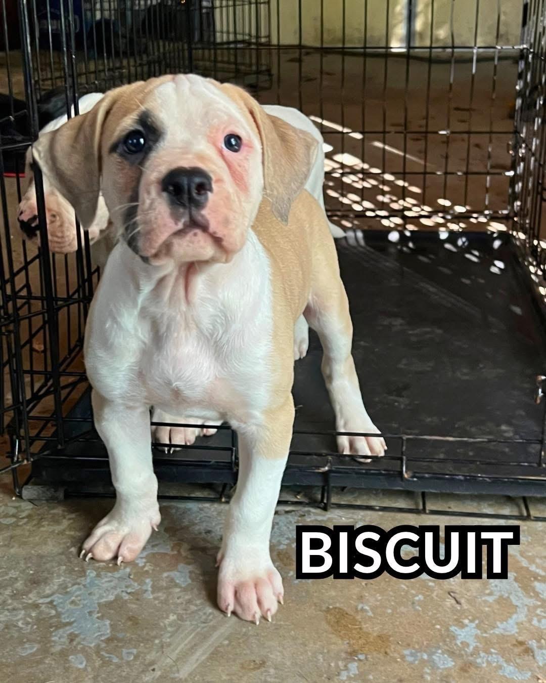 Biscuit, Adoptable, Puppy Male Bulldog & Boxer.