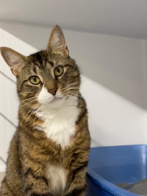 Enlarge Dallas, an adopted Domestic Short Hair in Hayward, WI image 1/1