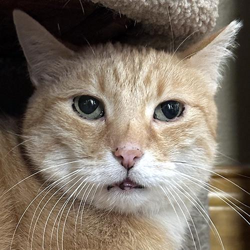 Ginger, ADOPTABLE, Senior Male Domestic Short Hair.