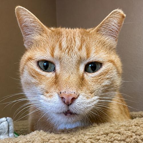Enlarge Ginger, a Adoptable Domestic Short Hair in Crystal Lake, IL image 1/6