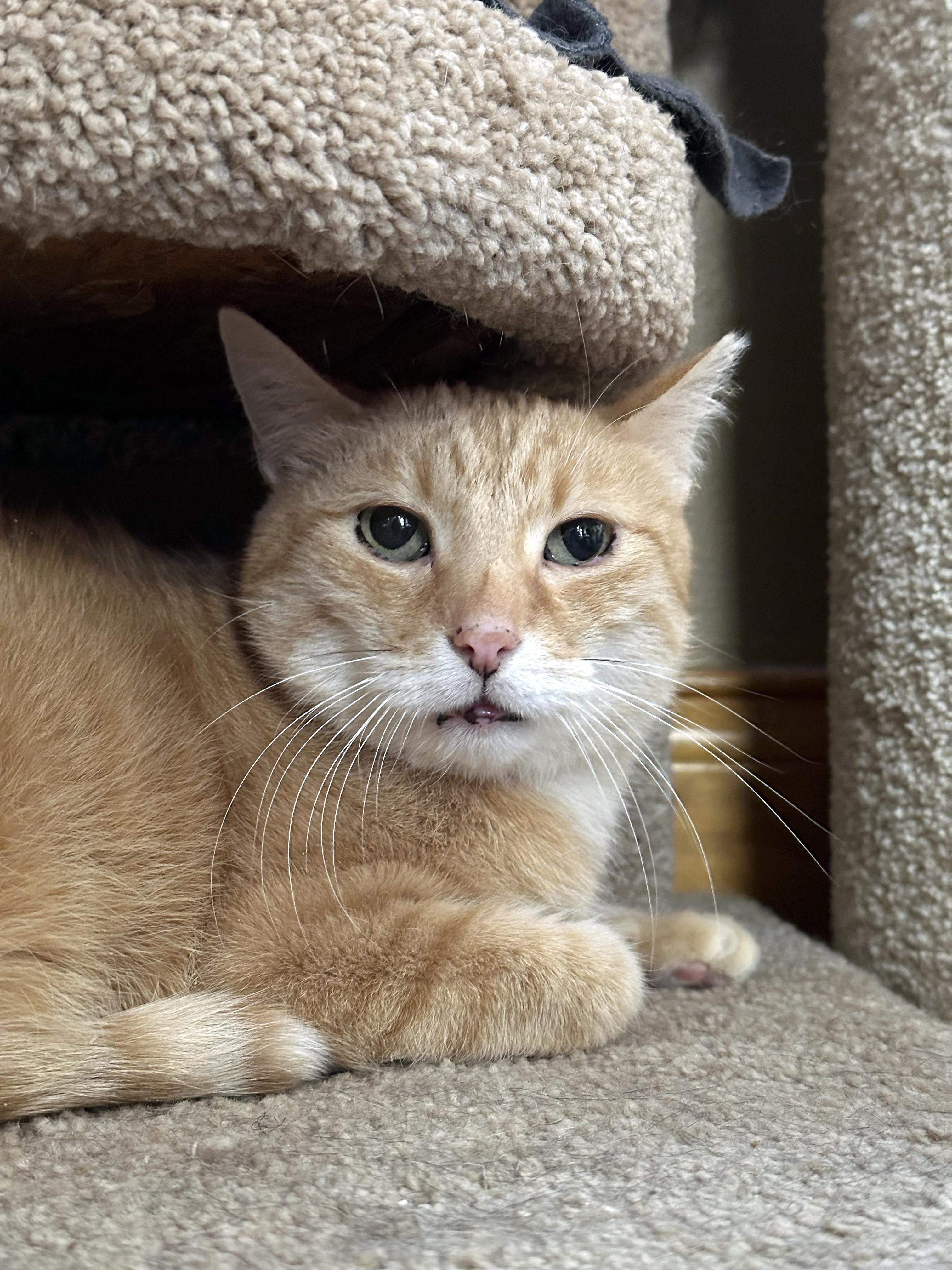 Ginger, a ADOPTABLE Domestic Short Hair in Crystal Lake, IL image 5/5