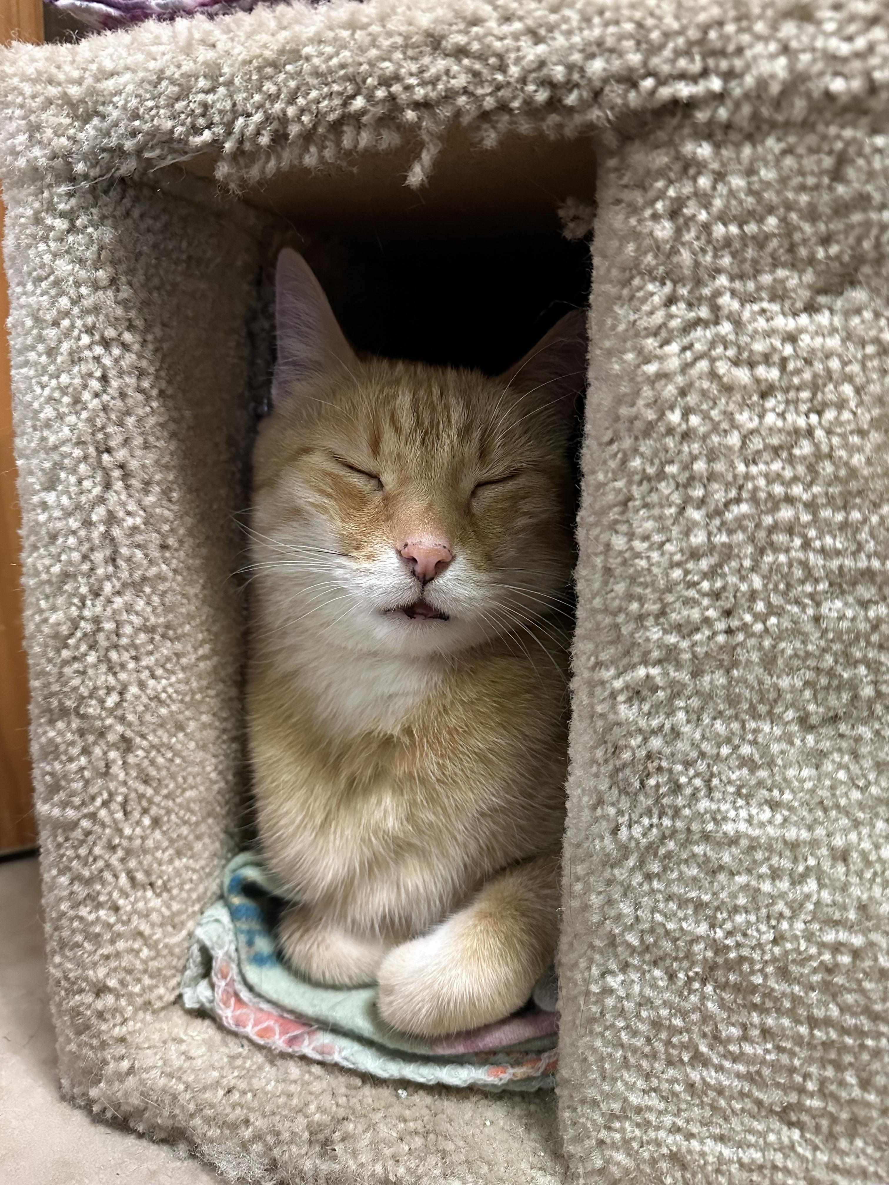 Ginger, a ADOPTABLE Domestic Short Hair in Crystal Lake, IL image 2/5