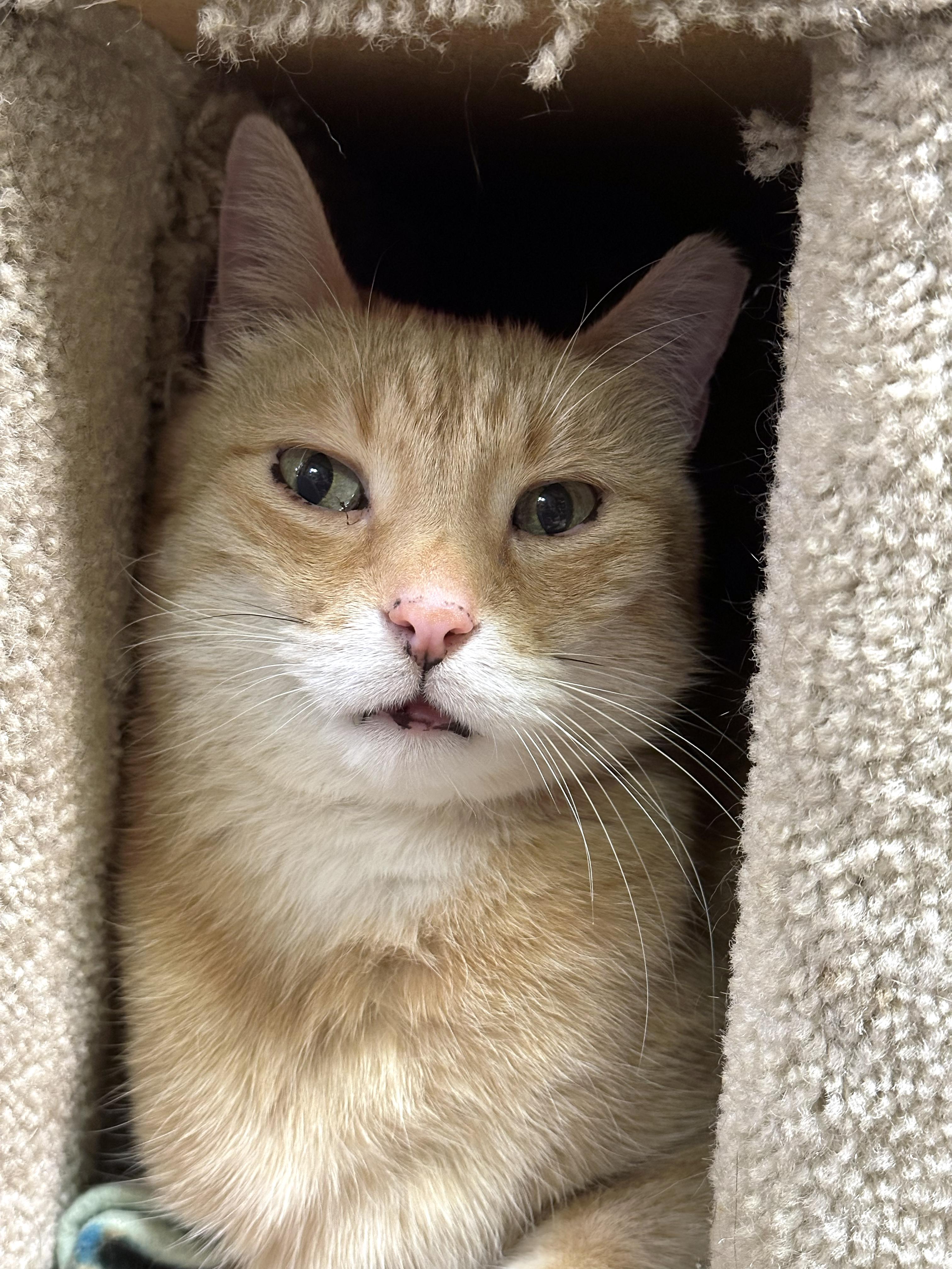 Ginger, a ADOPTABLE Domestic Short Hair in Crystal Lake, IL image 4/5