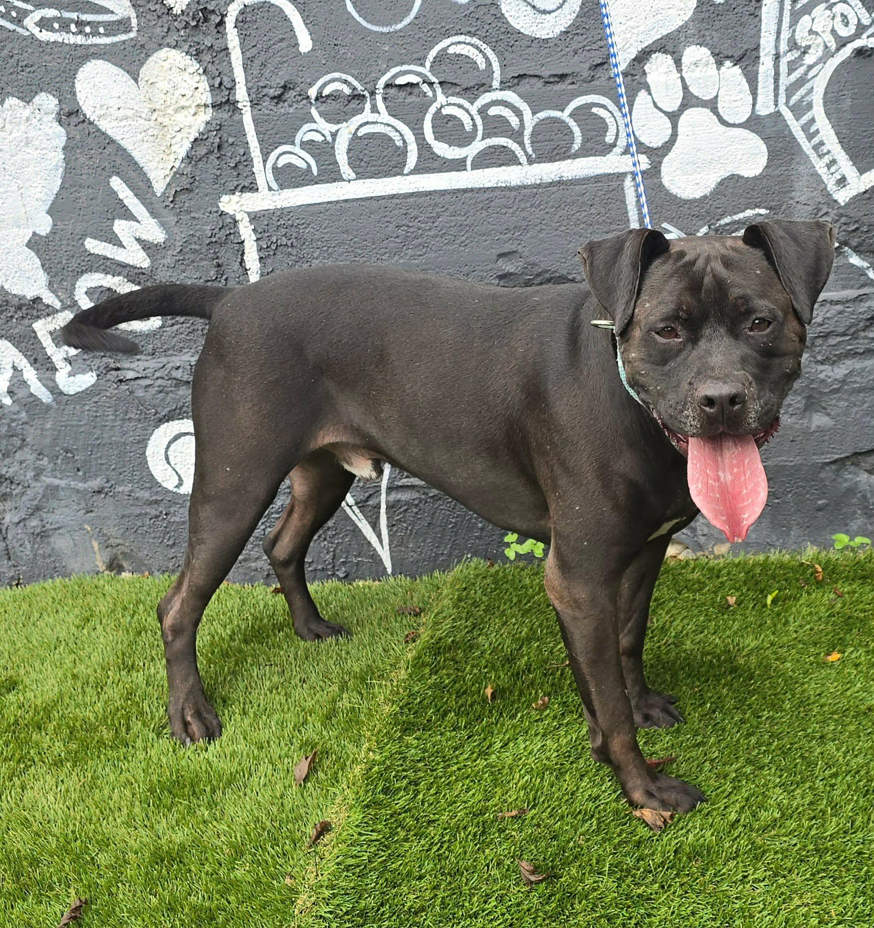 Enlarge Theo, a Adopted mixed breed in Newport, TN image 3/6
