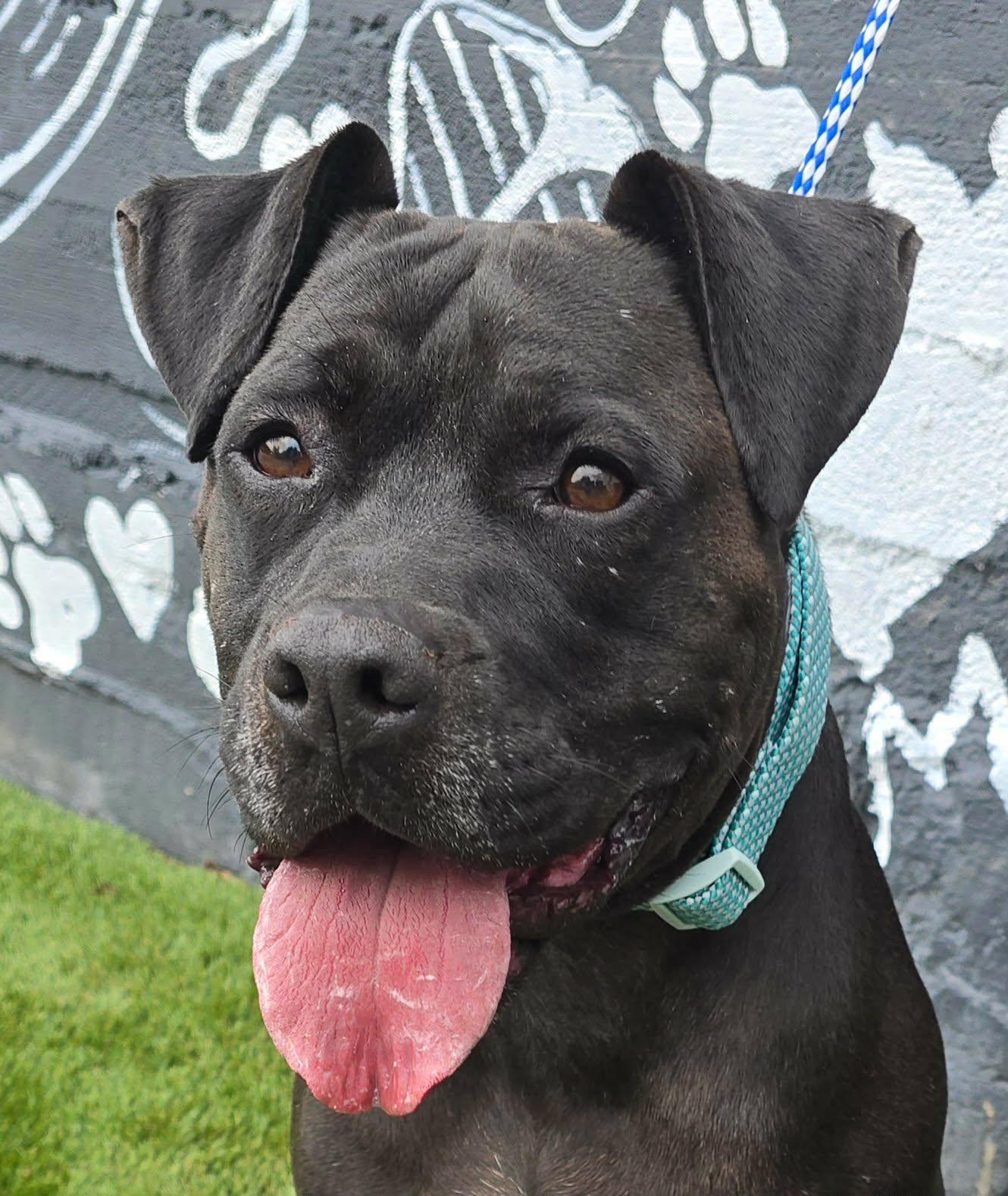 Theo, Adopted, Adult Male Pit Bull Terrier.