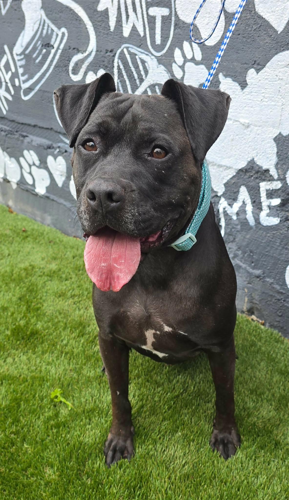 Enlarge Theo, a Adopted mixed breed in Newport, TN image 2/6