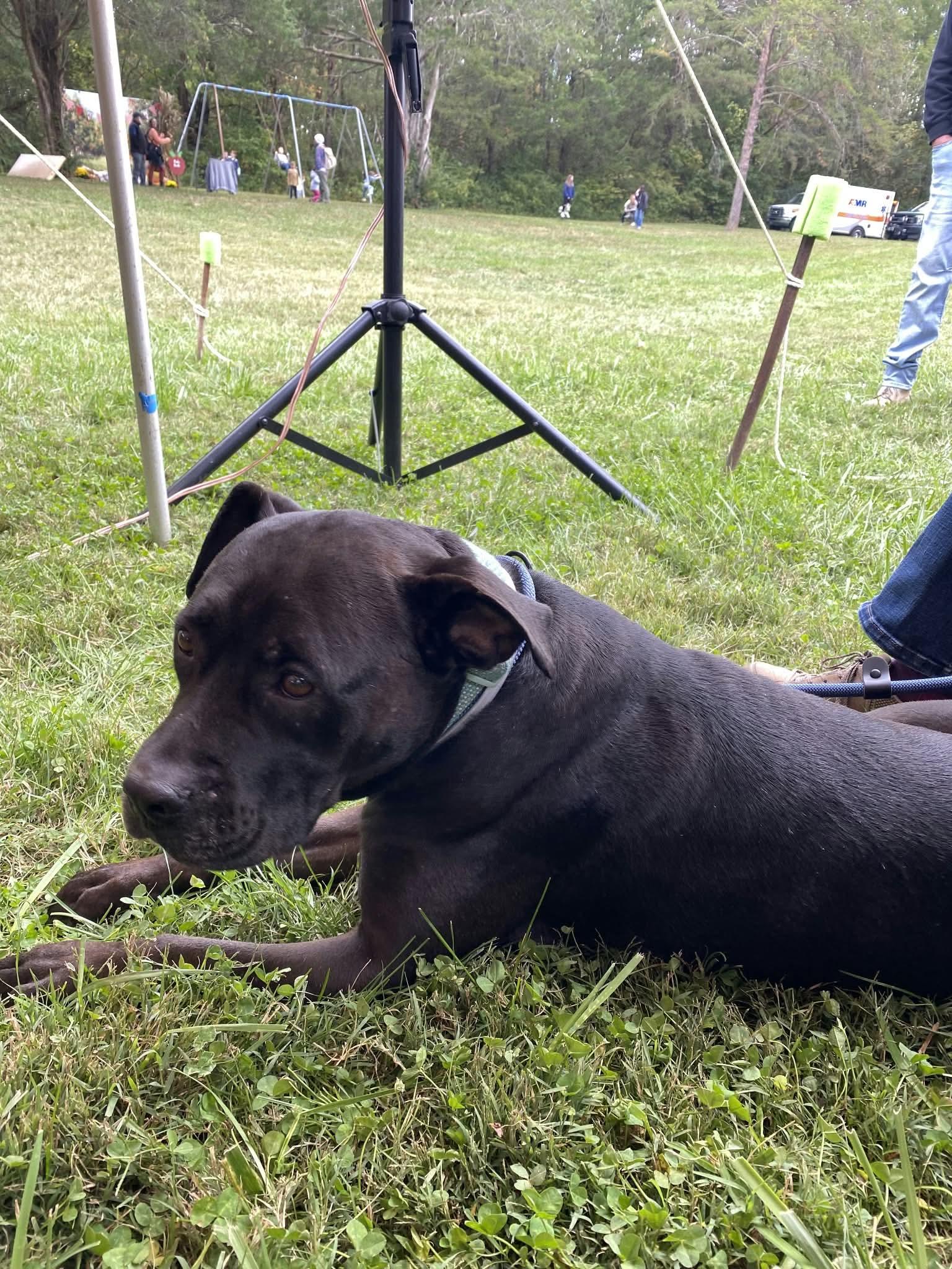 Enlarge Theo, a Adopted mixed breed in Newport, TN image 6/6