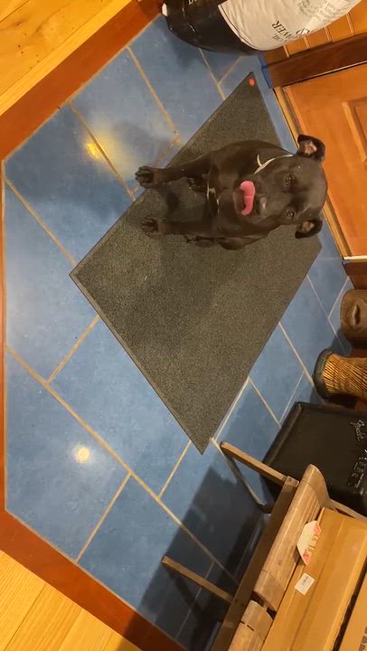 Enlarge Theo, a Adopted mixed breed in Newport, TN video 5/6