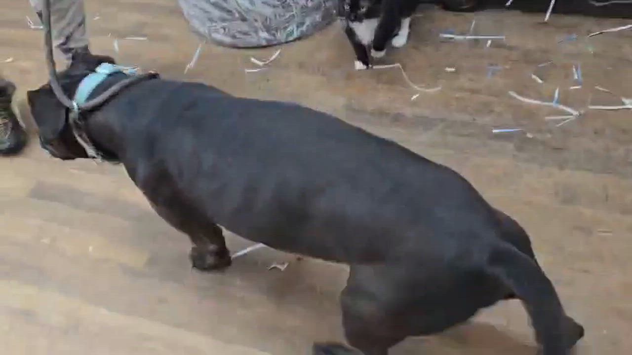 Enlarge Theo, a Adopted mixed breed in Newport, TN video 4/6