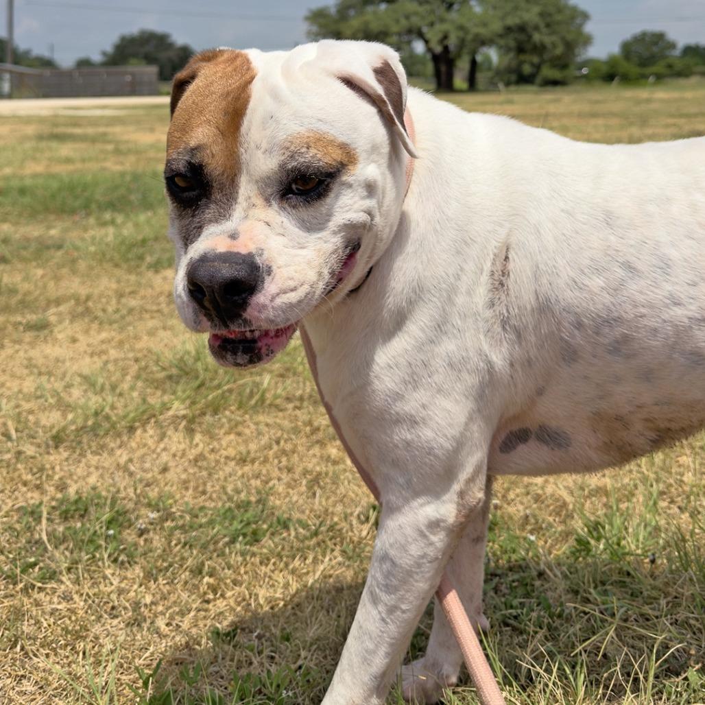 Sassafrass, a Adoptable mixed breed in Leander, TX image 1/3