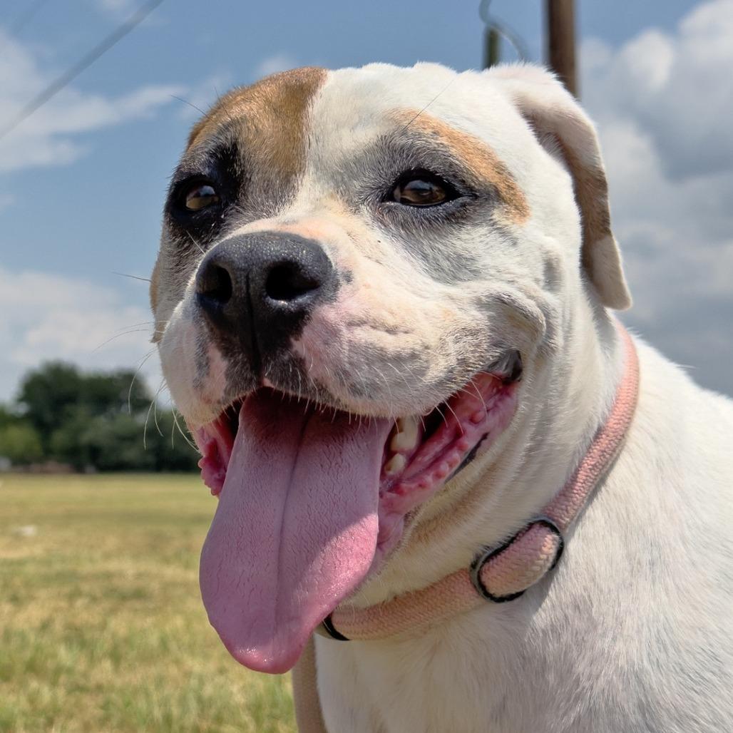 Sassafrass, a Adoptable mixed breed in Leander, TX image 2/3