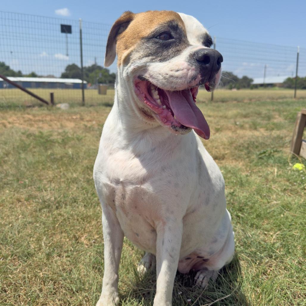 Sassafrass, a Adoptable mixed breed in Leander, TX image 3/3