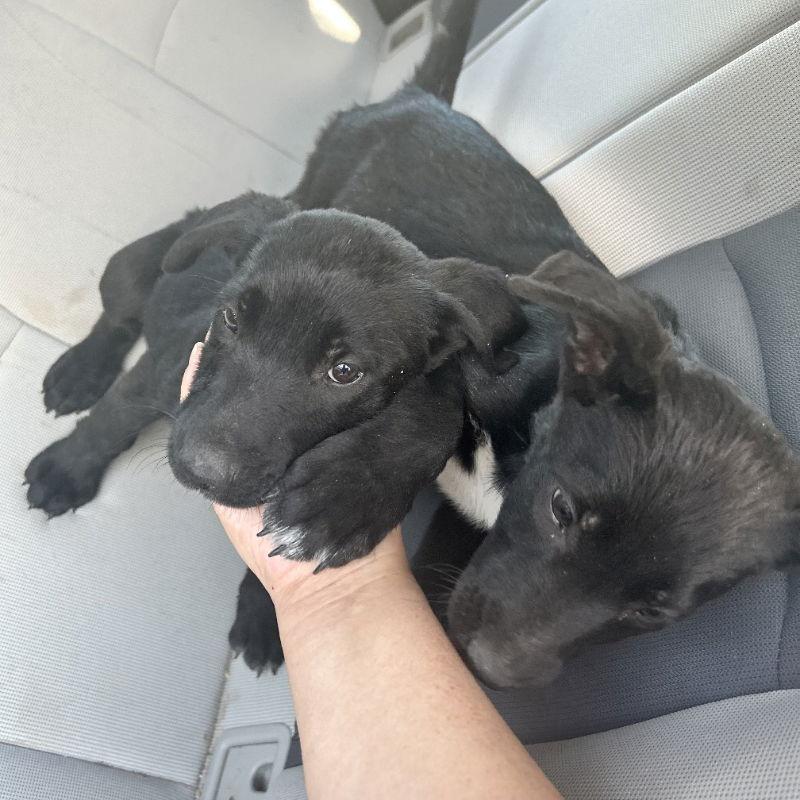 Kiara and Nala, Adoptable, Young Female Labrador Retriever & Shepherd.