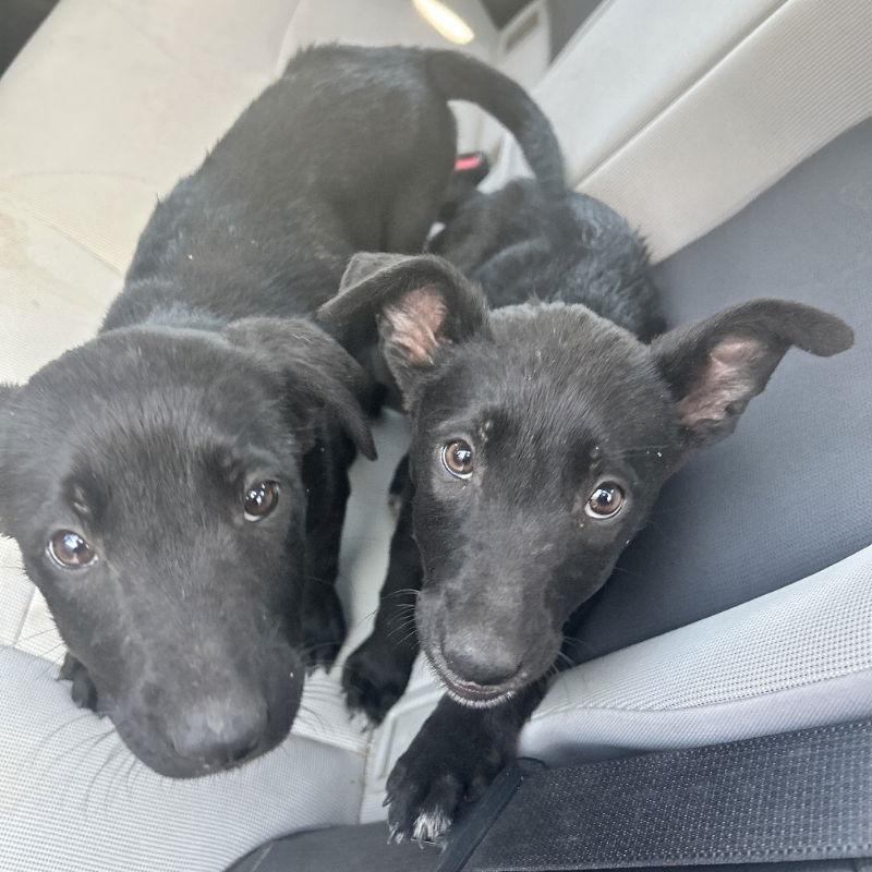Kiara and Nala, Adoptable, Young Female Labrador Retriever & Shepherd.