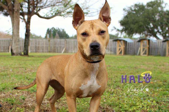 Luna, Adoptable, Senior Female Pit Bull Terrier & Black Mouth Cur.