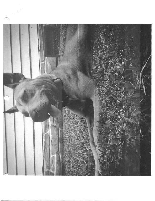 Luna, a Adoptable mixed breed in Sebastian, FL image 3/6