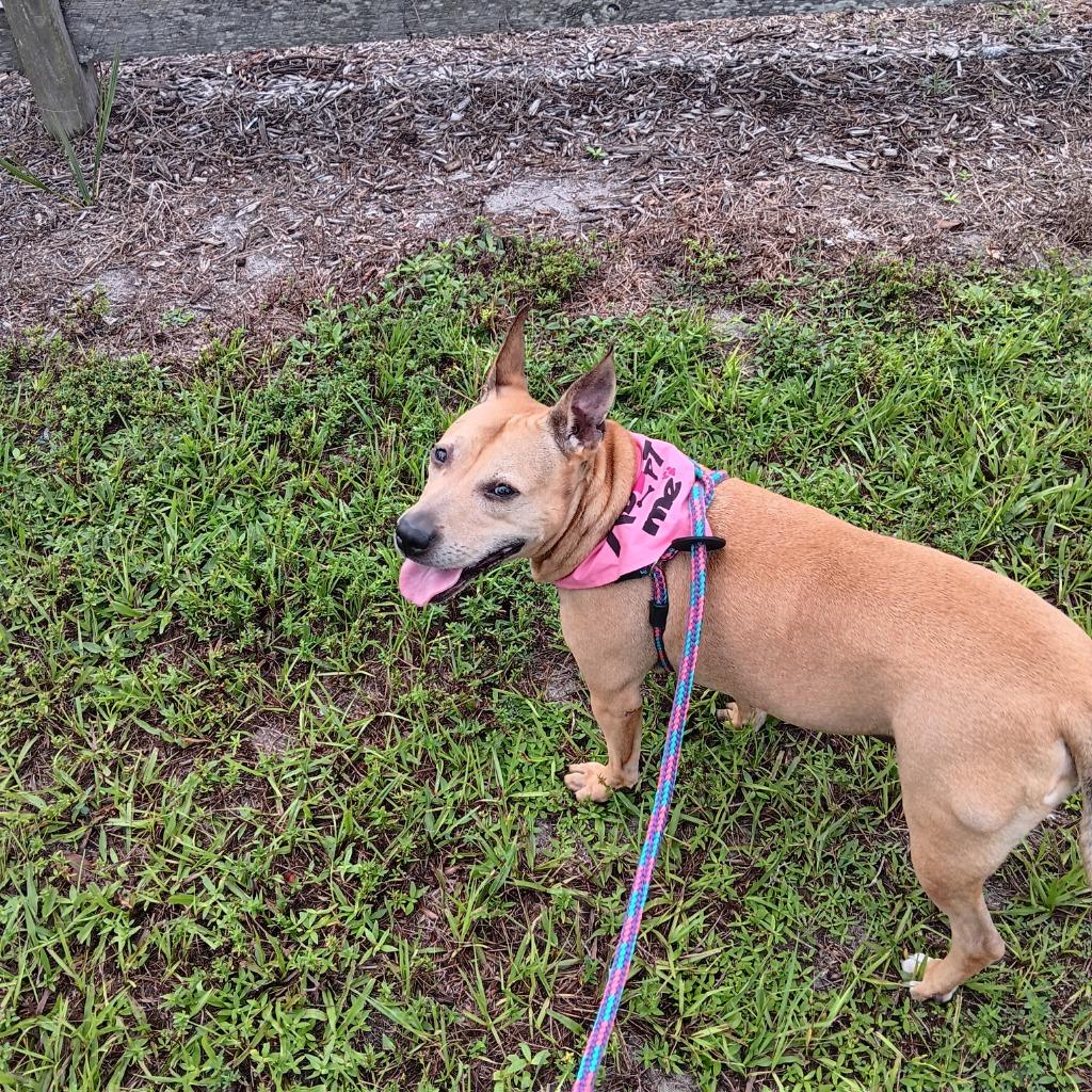 Luna, a Adoptable mixed breed in Sebastian, FL image 4/6