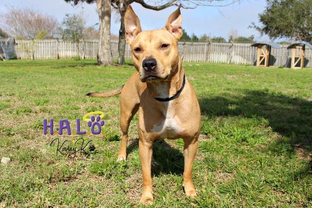 Luna, a Adoptable mixed breed in Sebastian, FL image 5/6