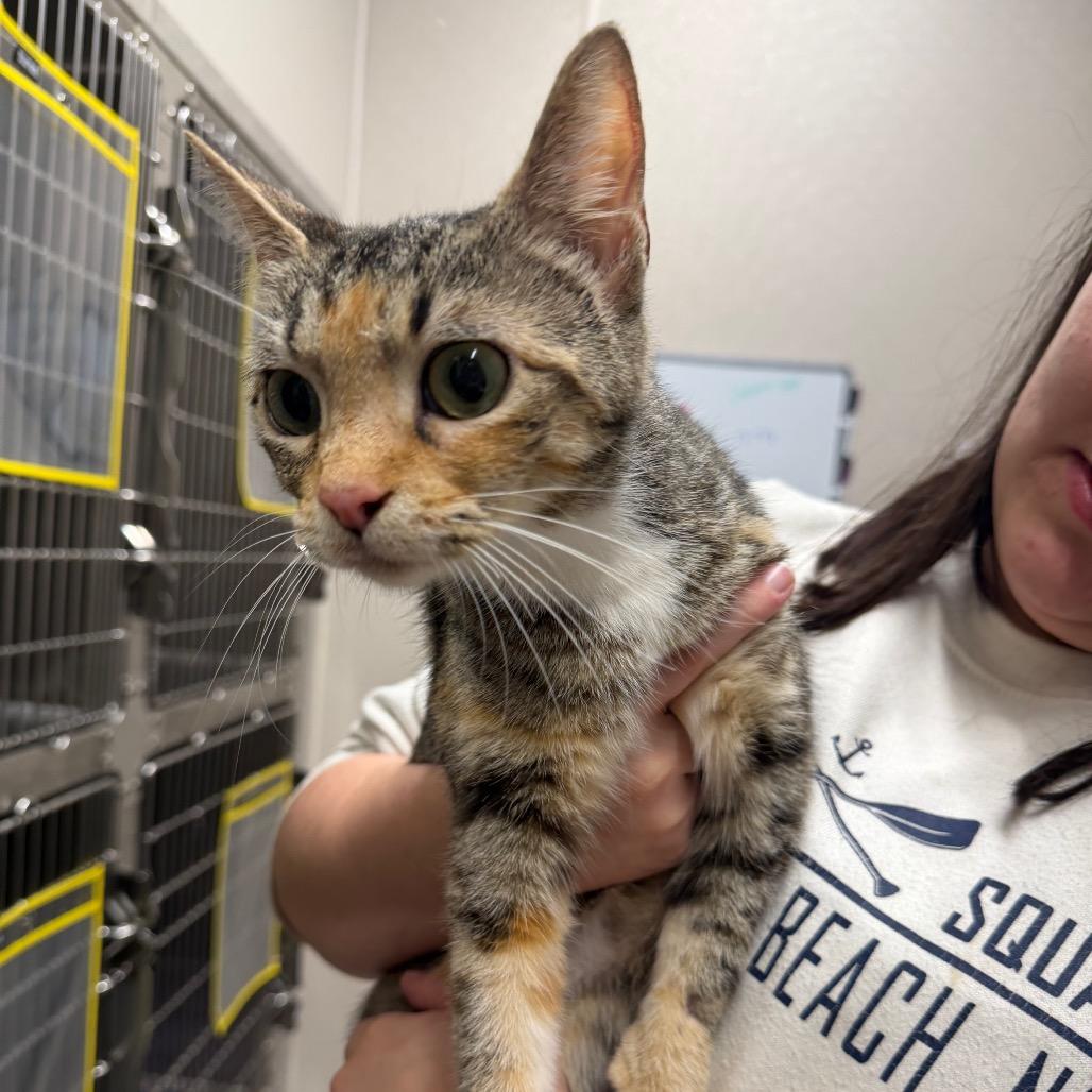 Queen Clawdia, a Adoptable Domestic Short Hair in Morganton, NC image 1/2