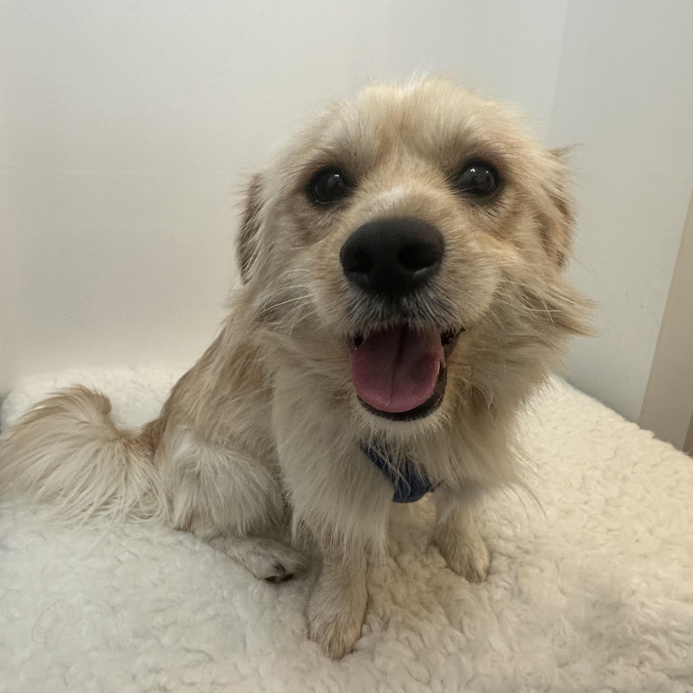 Enlarge Simba, a ADOPTABLE mixed breed in Wrightstown, NJ image 1/4