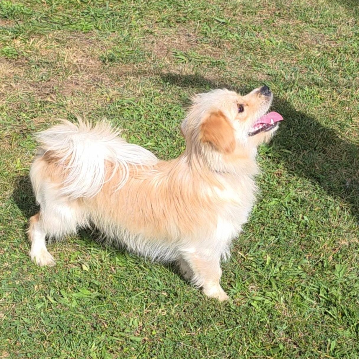 Enlarge Simba, a ADOPTABLE mixed breed in Wrightstown, NJ image 3/4