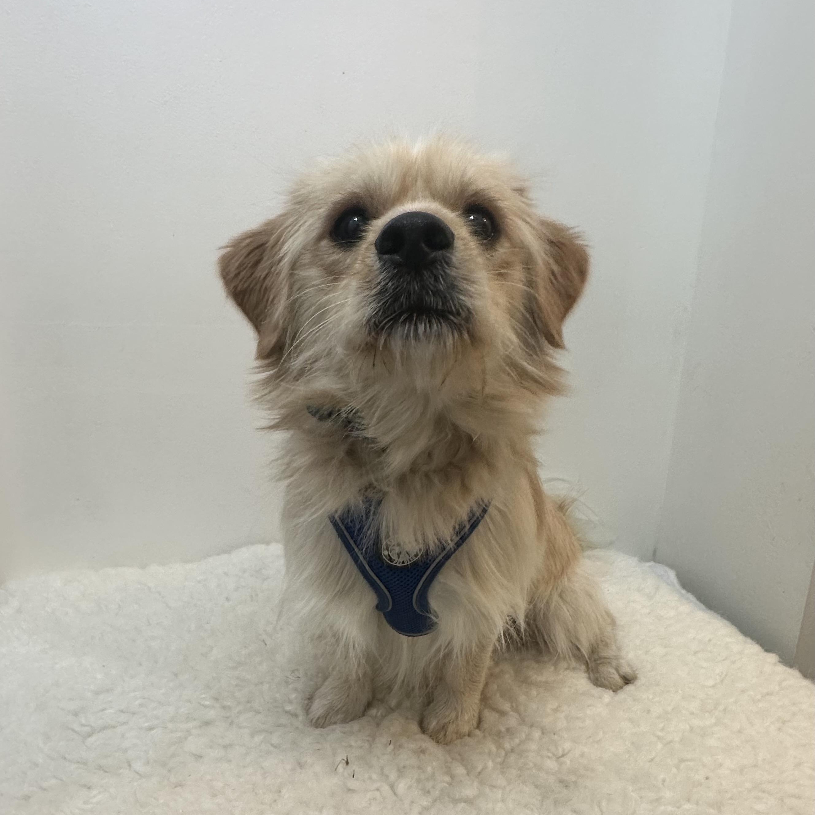 Enlarge Simba, a ADOPTABLE mixed breed in Wrightstown, NJ image 2/4