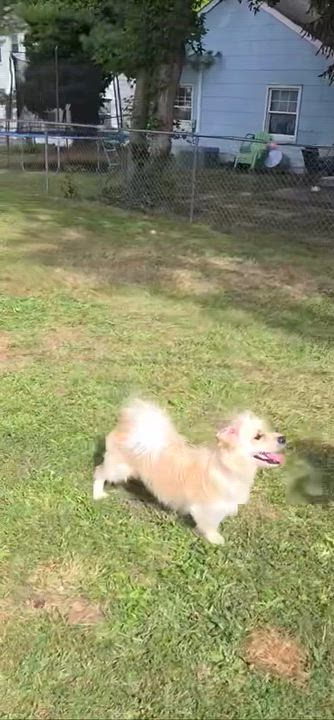 Enlarge Simba, a ADOPTABLE mixed breed in Wrightstown, NJ video 4/4