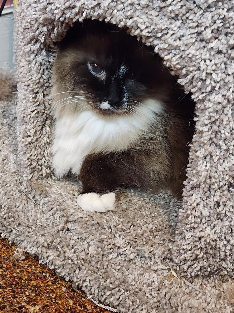 Katniss, Adoptable, Senior Female Ragdoll.