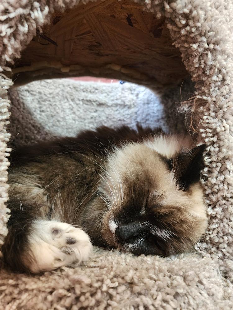 Enlarge Katniss, a Adoptable Ragdoll in Urbana, IL image 2/6