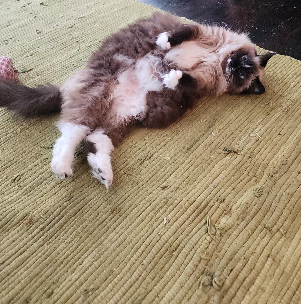 Enlarge Katniss, a Adoptable Ragdoll in Urbana, IL image 3/6