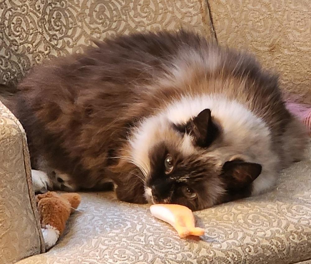 Enlarge Katniss, a Adoptable Ragdoll in Urbana, IL image 4/6