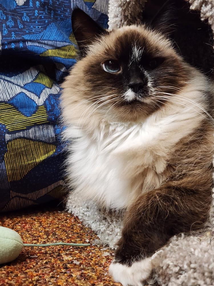 Enlarge Katniss, a Adoptable Ragdoll in Urbana, IL image 5/6