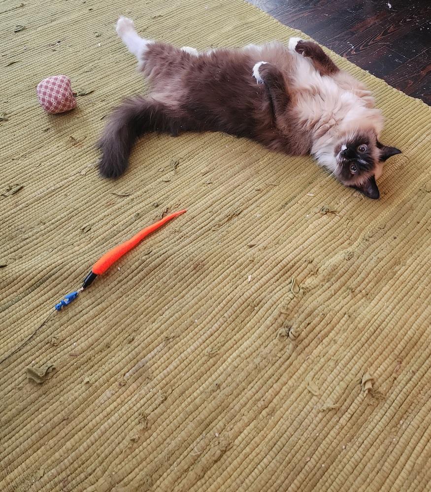 Enlarge Katniss, a Adoptable Ragdoll in Urbana, IL image 6/6