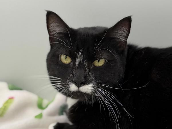 Nova, Adoptable, Adult Female Domestic Short Hair.