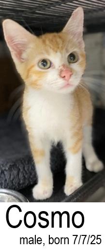 Cosmo, a Adoptable Domestic Short Hair in Ocean Isle Beach, NC image 3/3