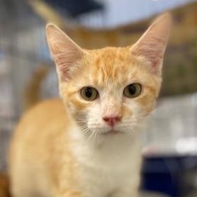 Cosmo, Adoptable, Young Male Domestic Short Hair.