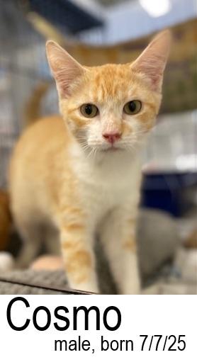 Cosmo, a Adoptable Domestic Short Hair in Ocean Isle Beach, NC image 2/3
