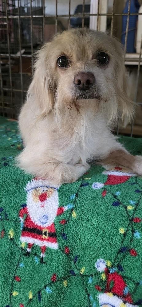 Kaira, Adoptable, Young Female Terrier.