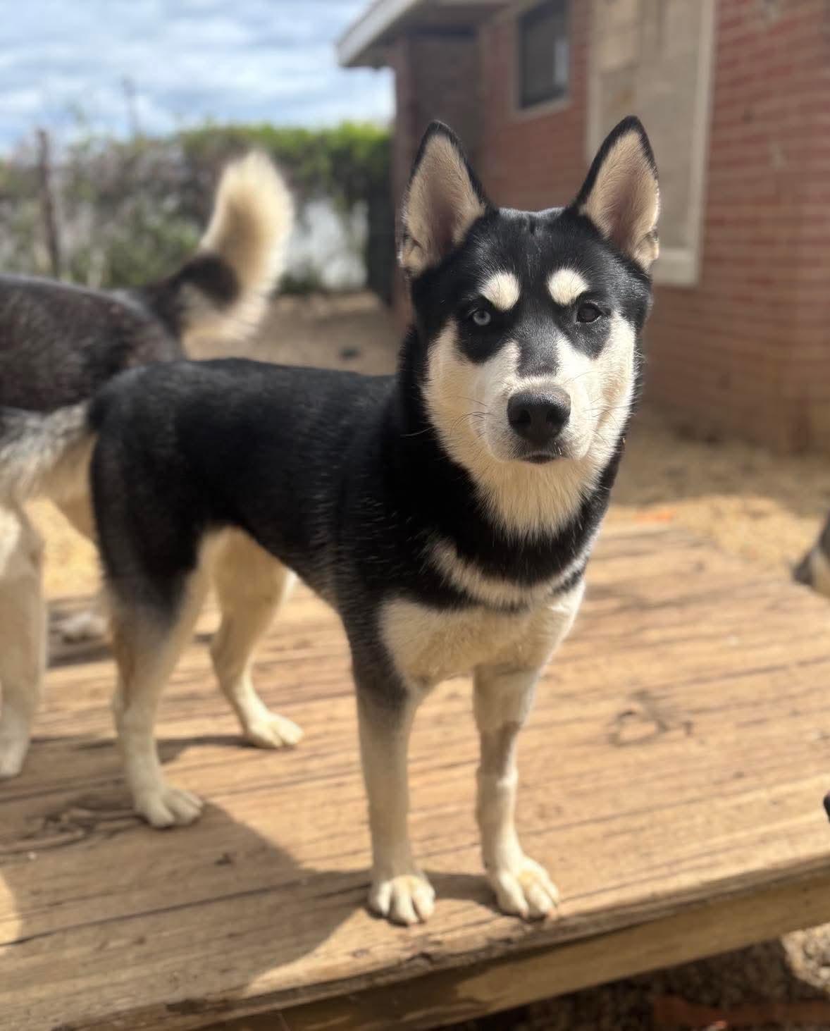 Chloe, Adopted, Adult Female Siberian Husky.