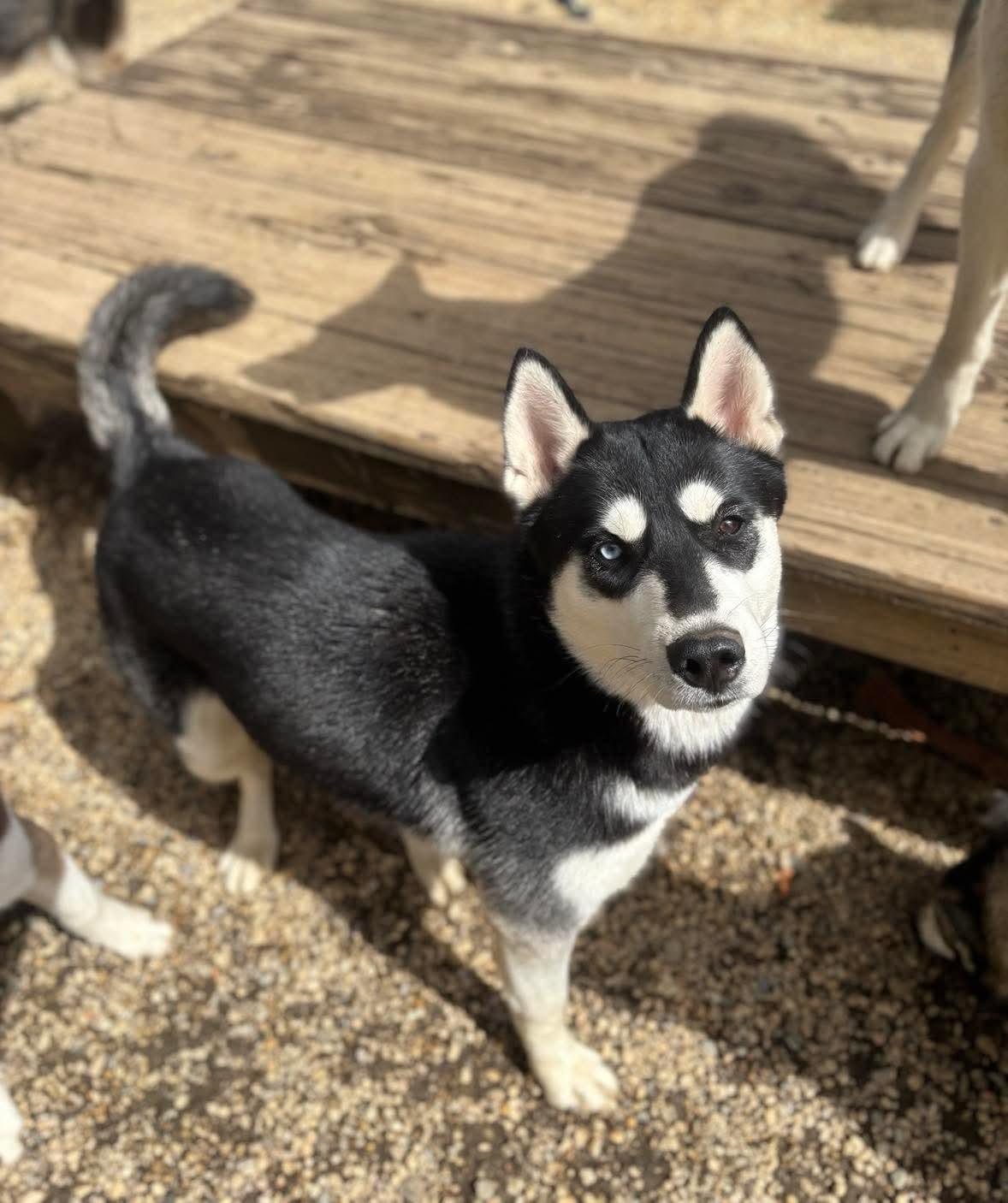 Chloe, a Adopted Siberian Husky in Matawan, NJ image 2/2