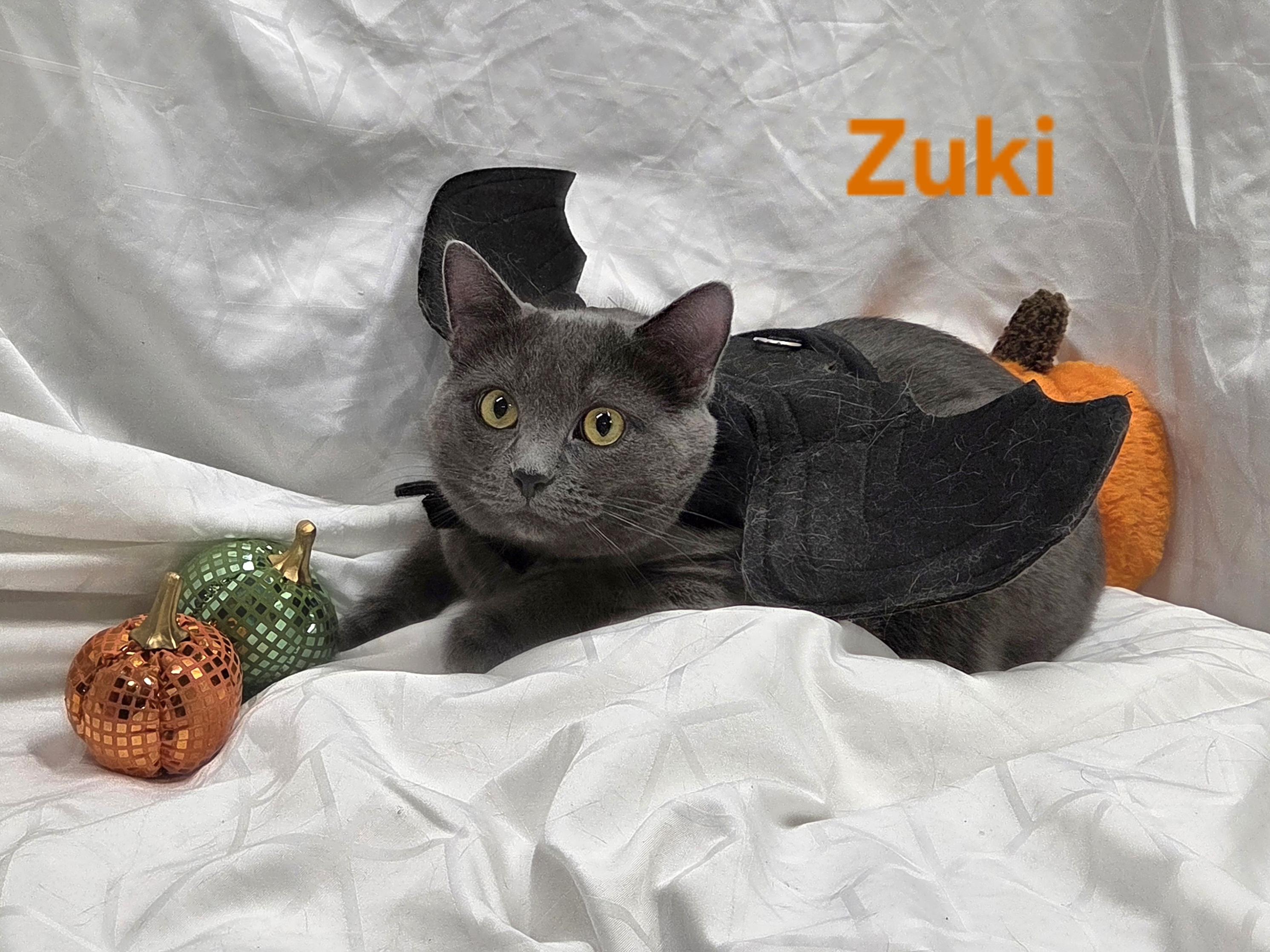 Enlarge Zuki, a Adoptable Domestic Short Hair in Whitewater, WI image 3/4