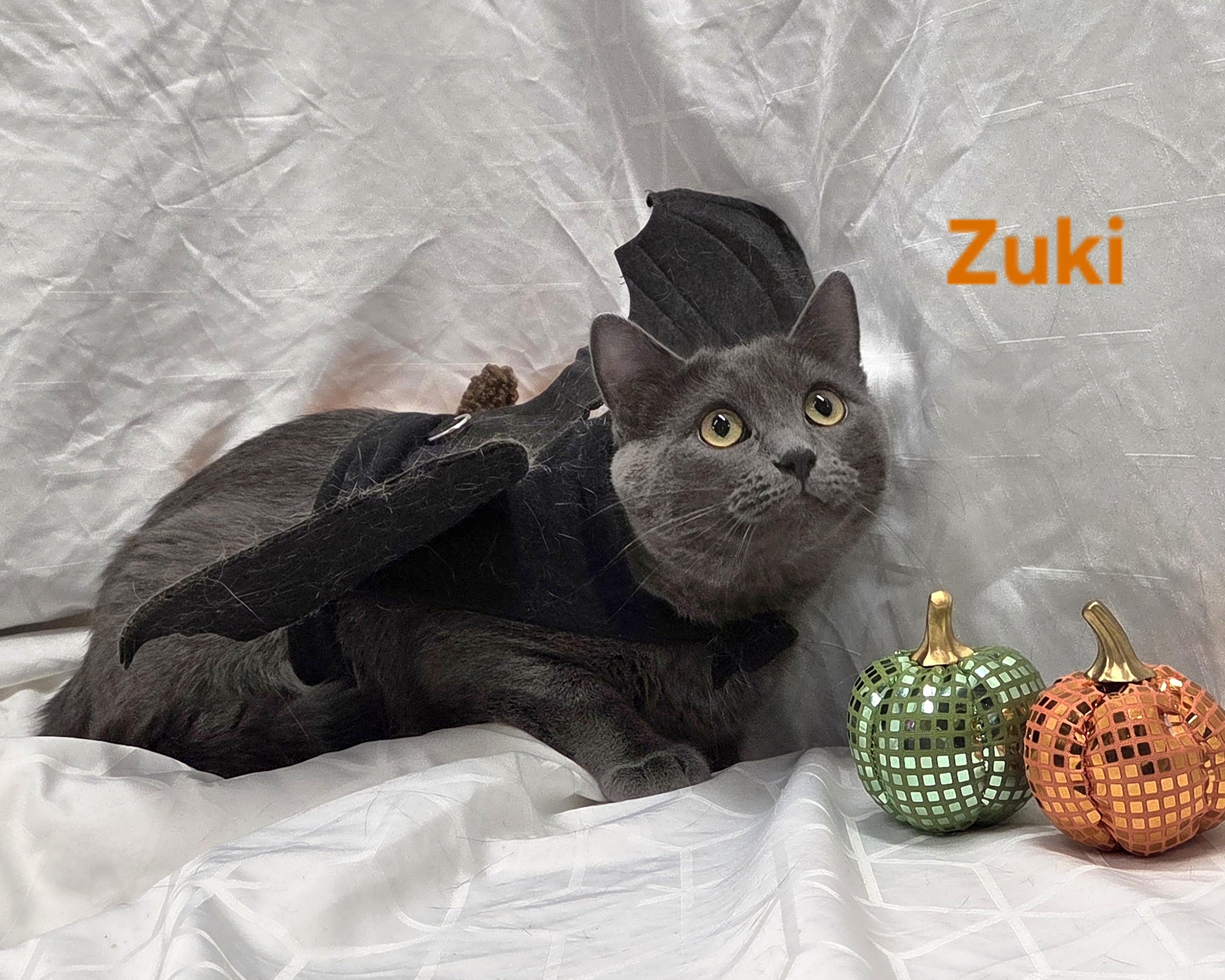 Zuki, Adoptable, Young Female Domestic Short Hair.