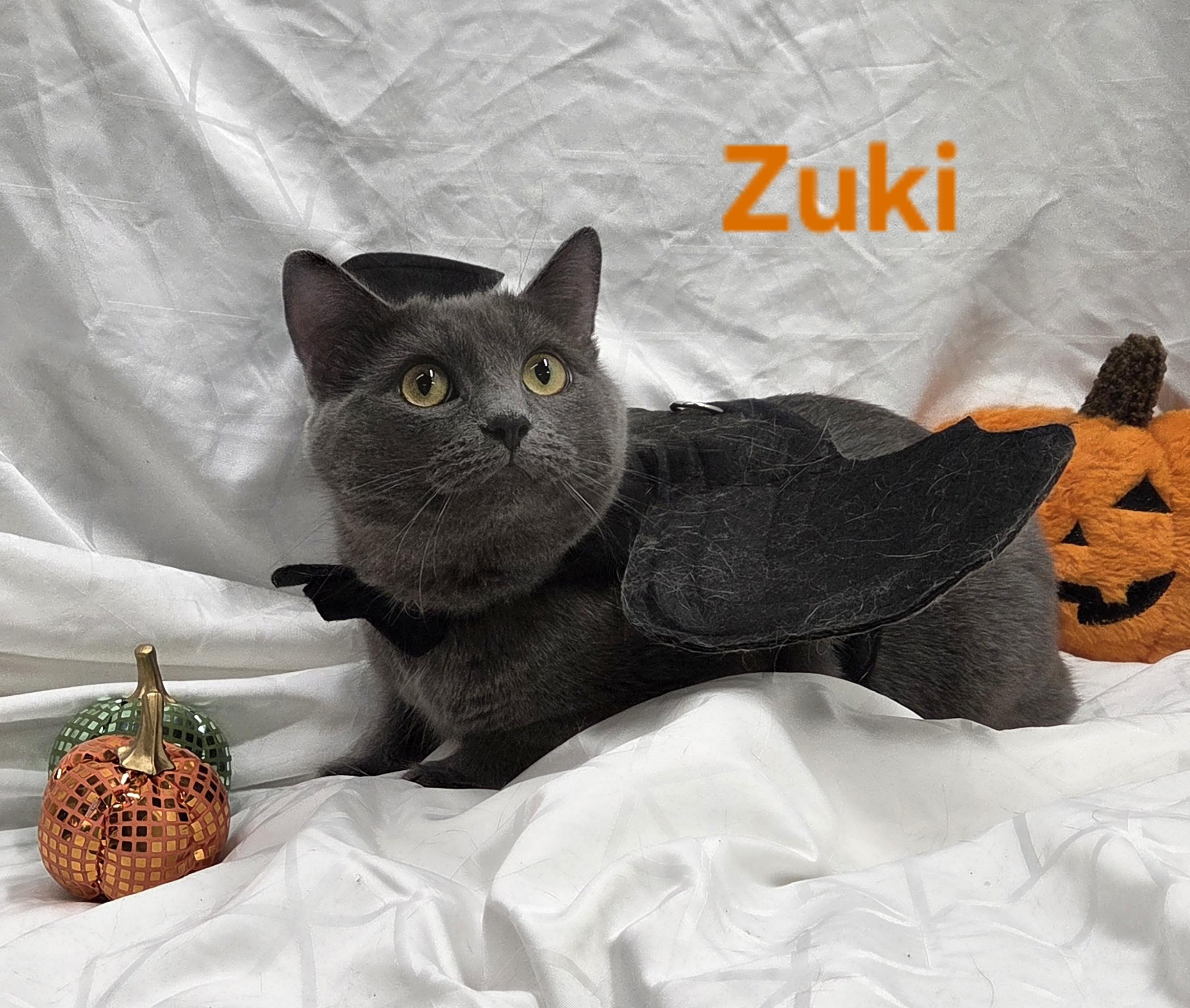 Enlarge Zuki, a Adoptable Domestic Short Hair in Whitewater, WI image 2/4