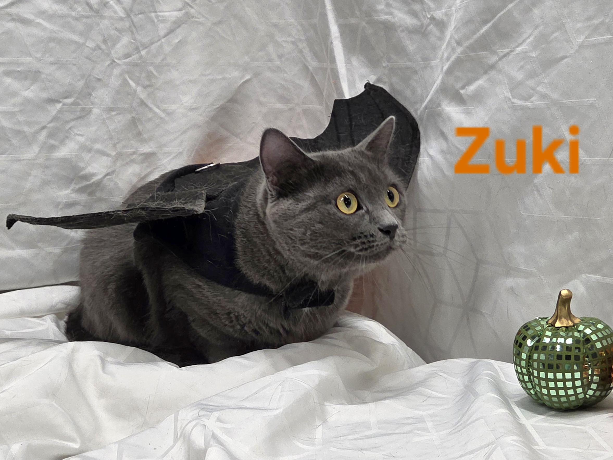 Enlarge Zuki, a Adoptable Domestic Short Hair in Whitewater, WI image 4/4