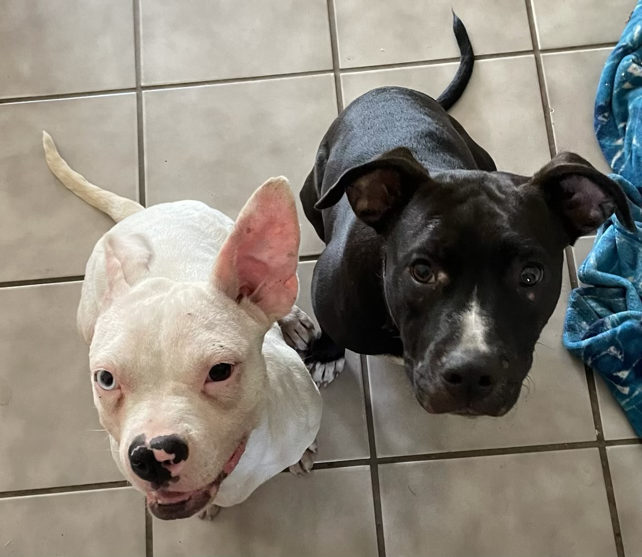 Dog for adoption - TORI....sweet, playful, small!!!!!, a Pit Bull ...